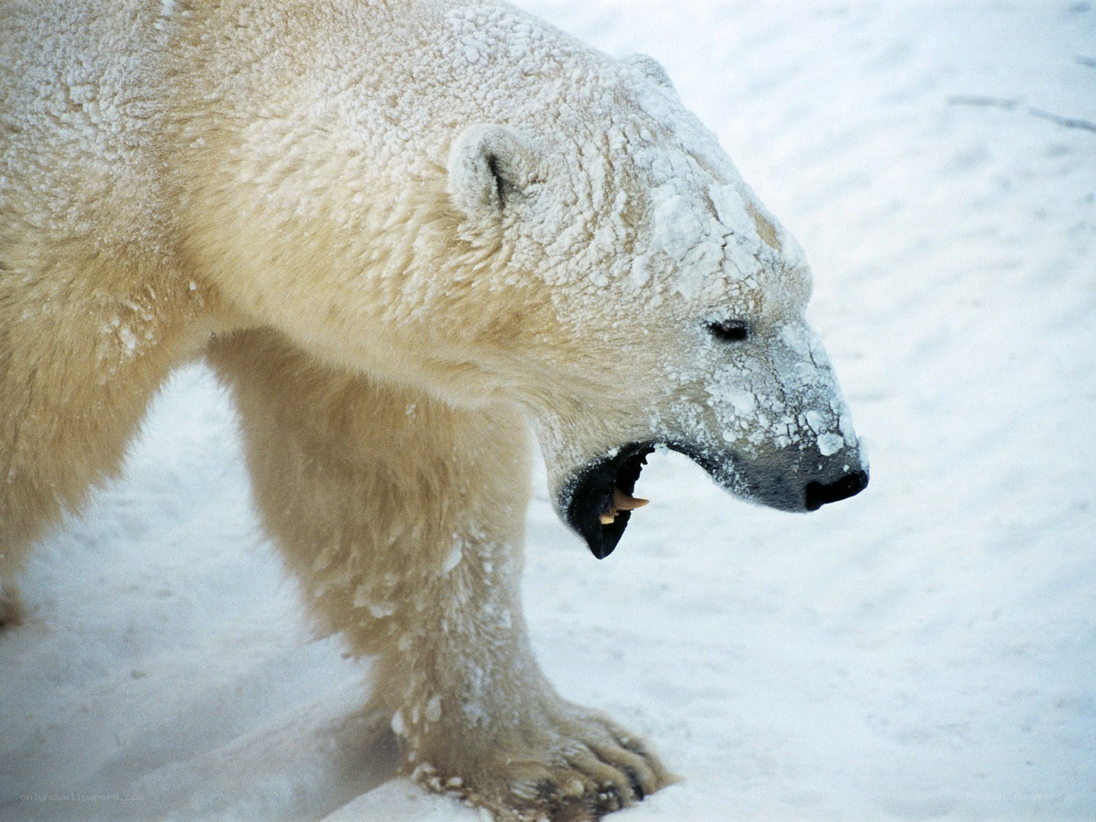 polar bear in snow