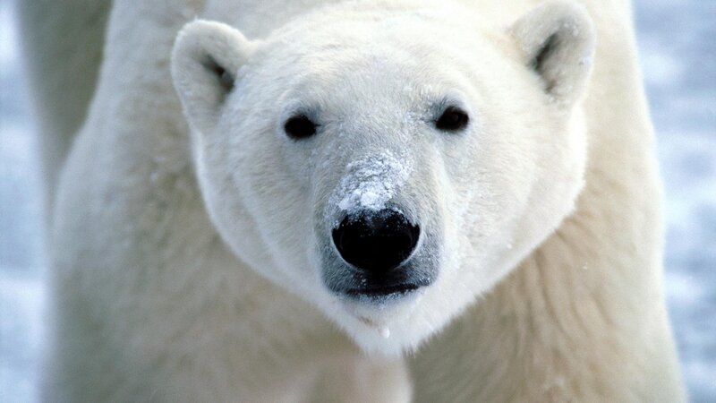 polar bear in snow