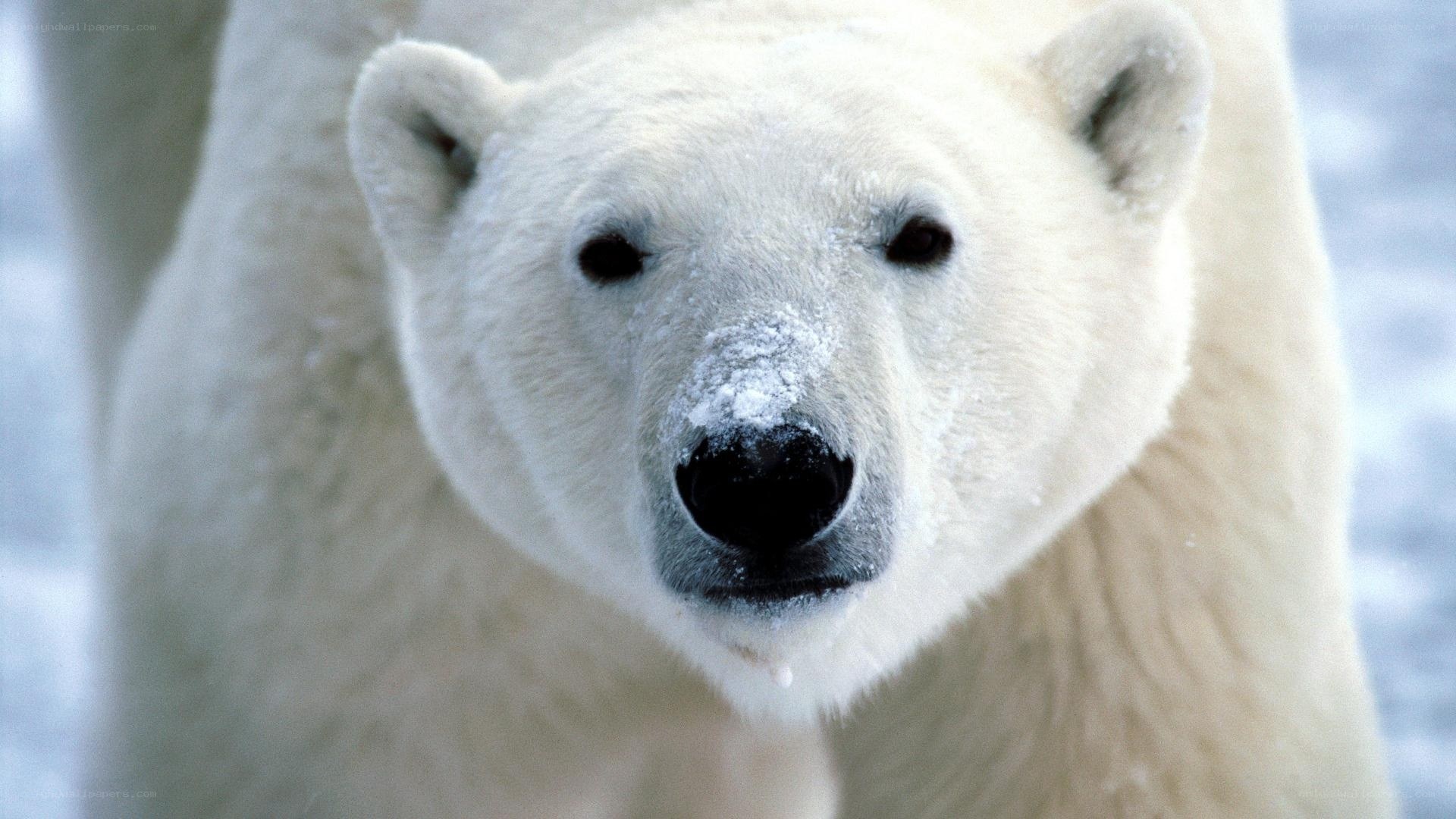 polar bear in snow