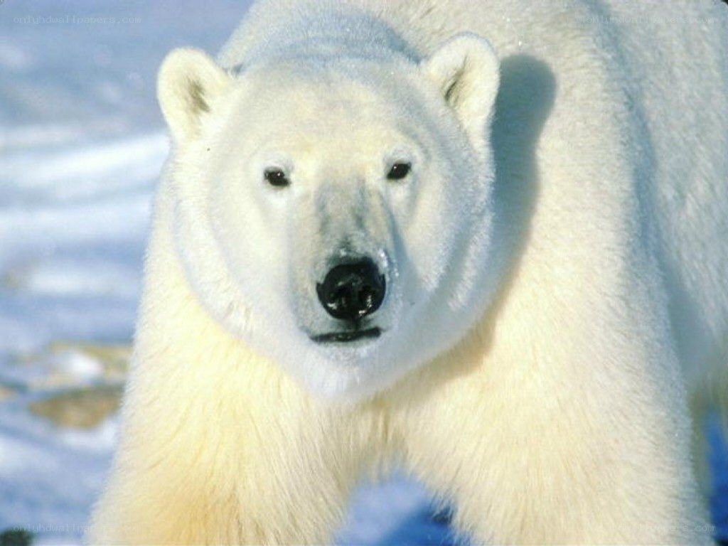 Polar bear in snow