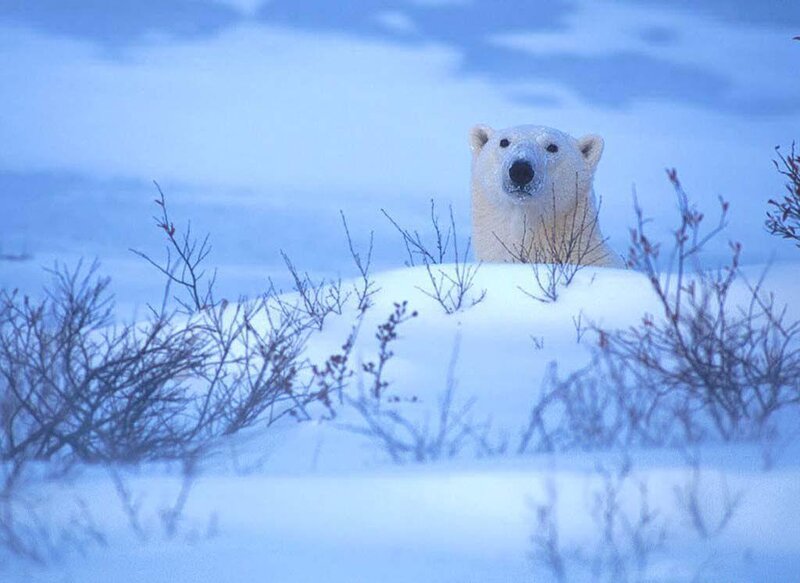 Polar Bear in Snow — Blue