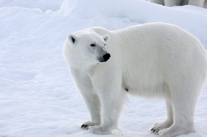 Polar Bear in Snow — Calm
