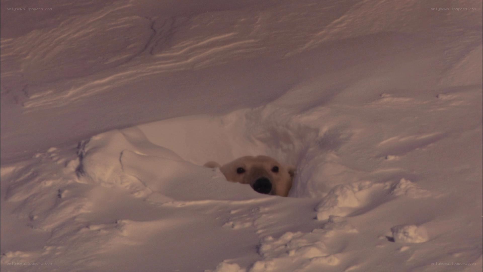 polar bear in snow den