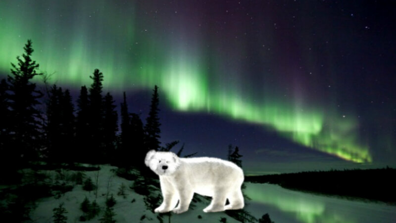 Polar Bear in Snow — Green