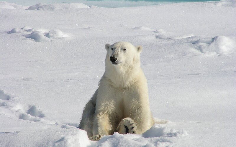 Polar Bear in Snow — Ice