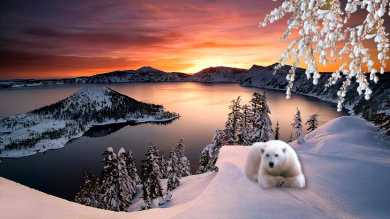Polar Bear in Snow — Orange