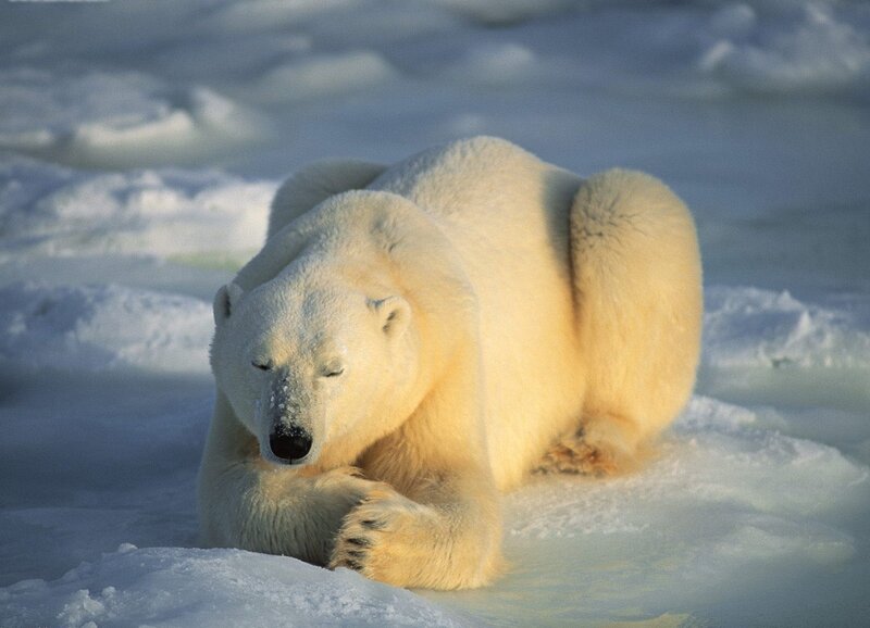 Polar Bear in Snow — White, Calm