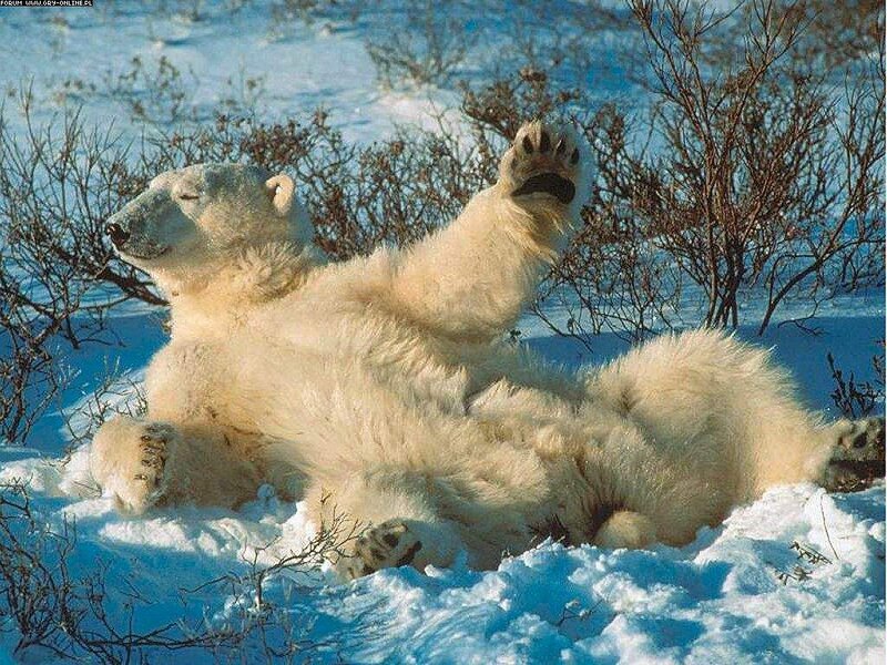 Polar Bear in Snow — White, Calm, Winter, Photograph, Bushes, Paws