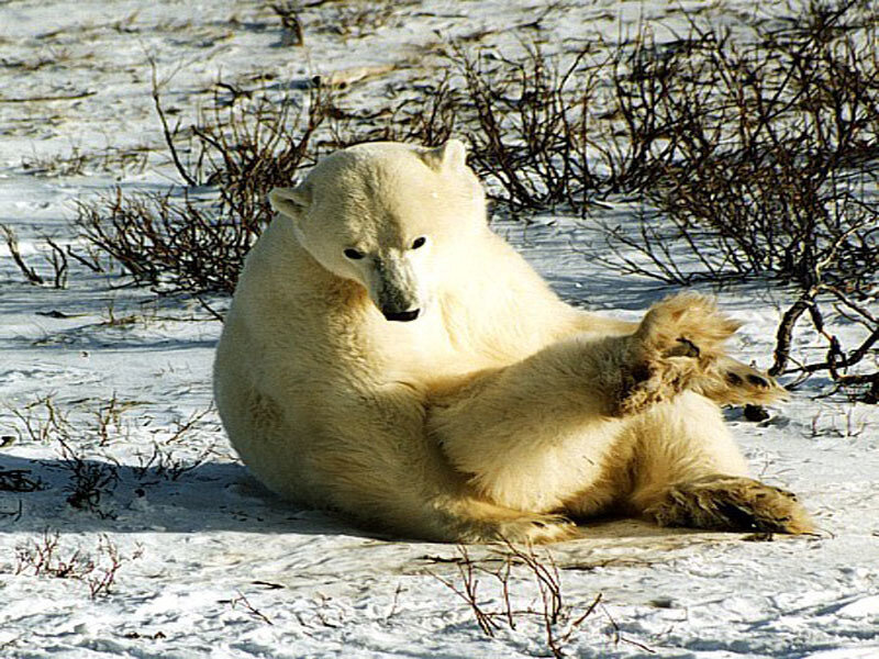 Polar Bear in Snow — White, Calm, Winter, Photograph, Bushes
