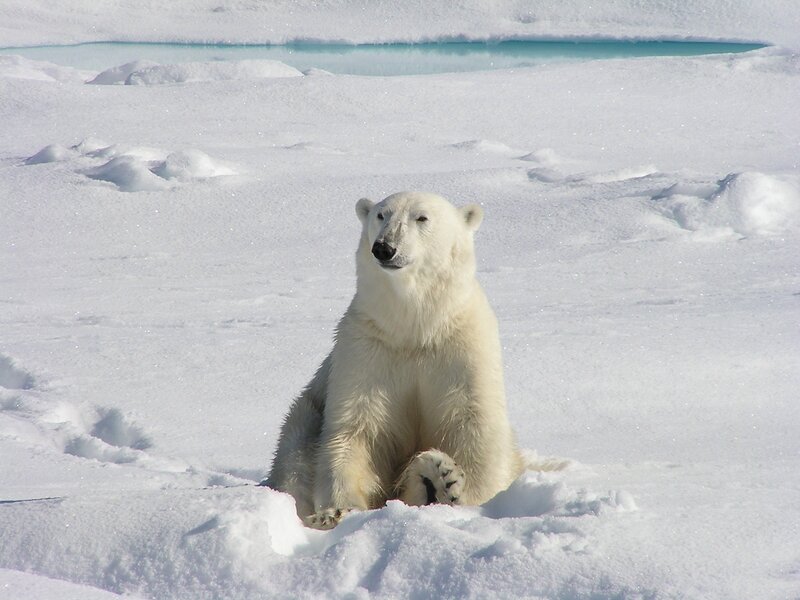 Polar Bear in Snow — White, Calm, Winter, Photograph, Ice, Water