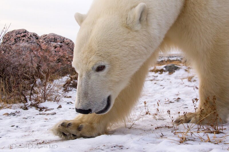 Polar Bear in Snow — White, Calm, Winter, Photograph, Rock, Dry Grass