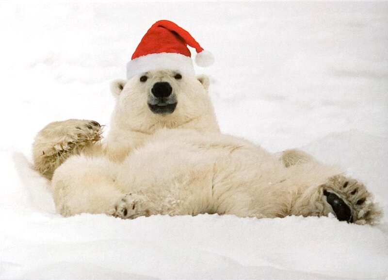 Polar Bear in Snow — White, Calm, Winter, Photograph, Santa Hat