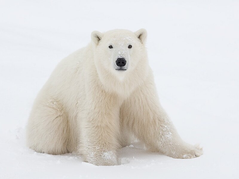 Polar Bear in Snow — White, Calm, Winter, Photograph