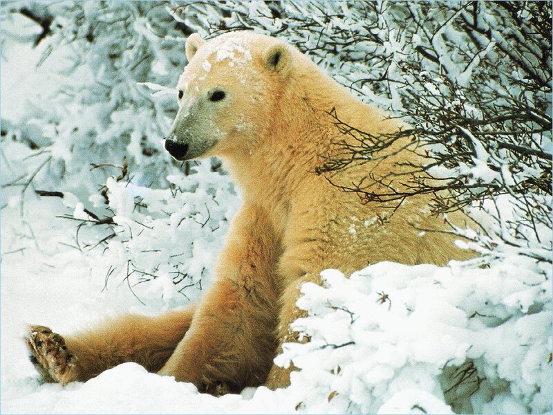 Polar Bear in Snow — White, Calm, Winter