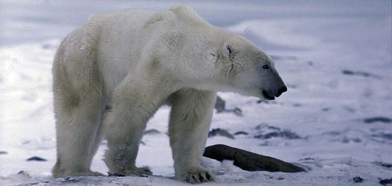 Polar Bear in Snow — White, Cold