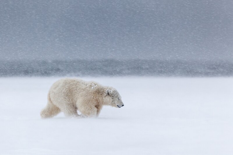 Polar Bear in Snow — White, Cold, Winter, Photograph