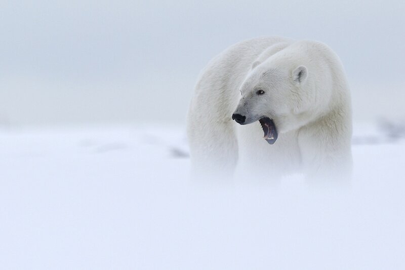 Polar Bear in Snow — White, Dramatic, Winter