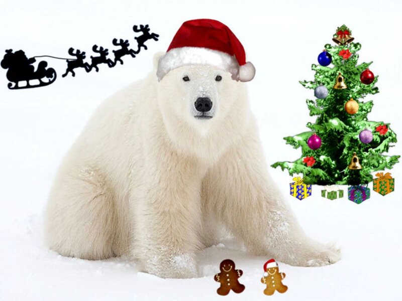 Polar Bear in Snow — White, Festive