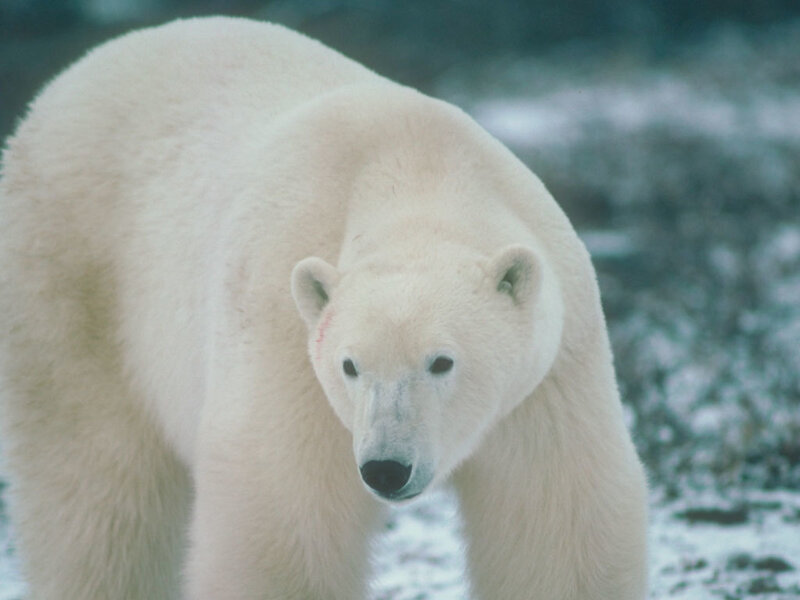 Polar Bear in Snow — White, Neutral