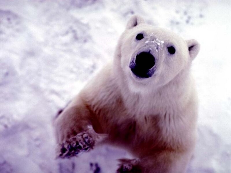 Polar Bear in Snow — White, Neutral, Winter