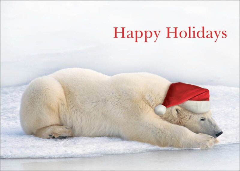Polar Bear in Snow — White, Peaceful