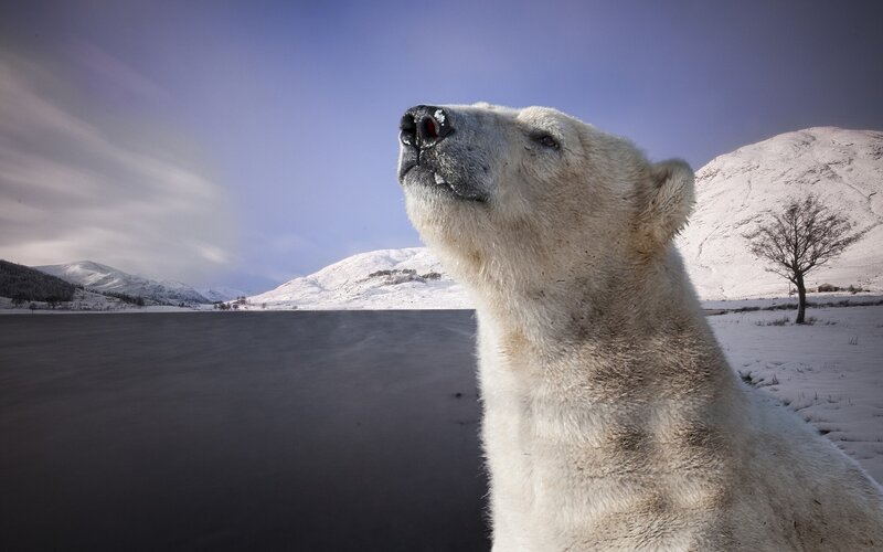 Polar Bear in Snow — White, Serene, Winter, Photograph, Snow-covered Mountains