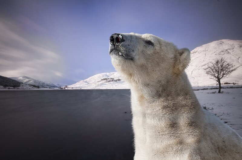Polar Bear in Snow — White, Serene, Winter, Photograph, Snow-covered Mountains, Tree