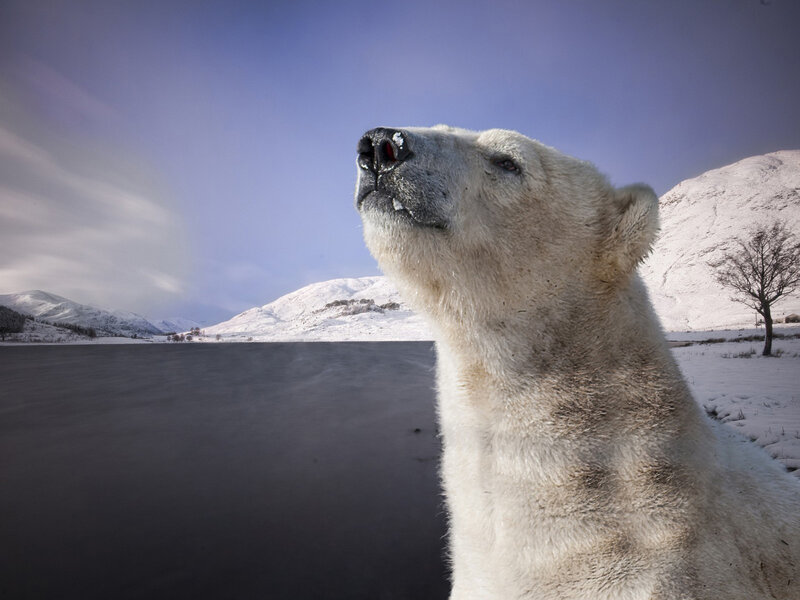 Polar Bear in Snow — White, Serene, Winter, Photograph