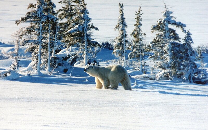 Polar Bear in Snow — White, Serene, Winter