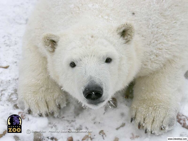 Polar Bear in Snow — White