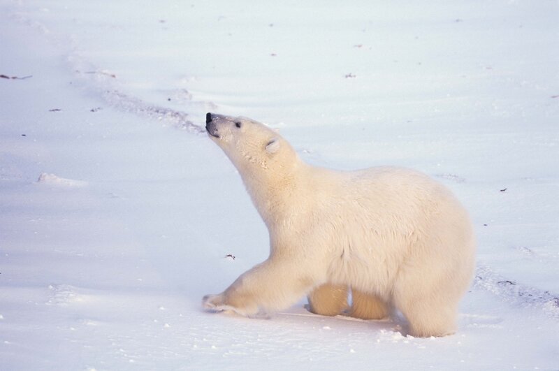 Polar Bear in Snow — White, Winter
