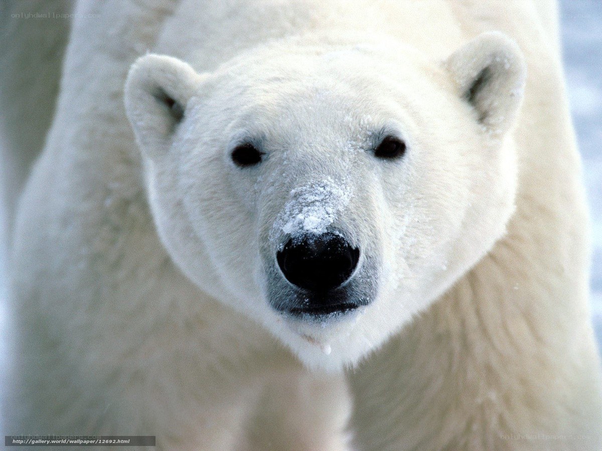 Polar bear in snow