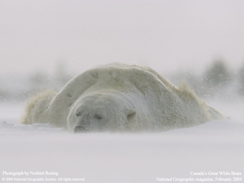 Polar bear in snowstorm