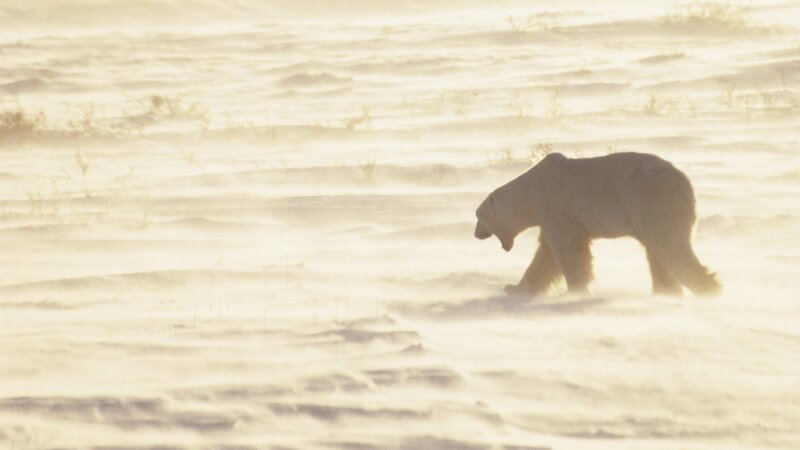 Polar Bear in Snowstorm — White