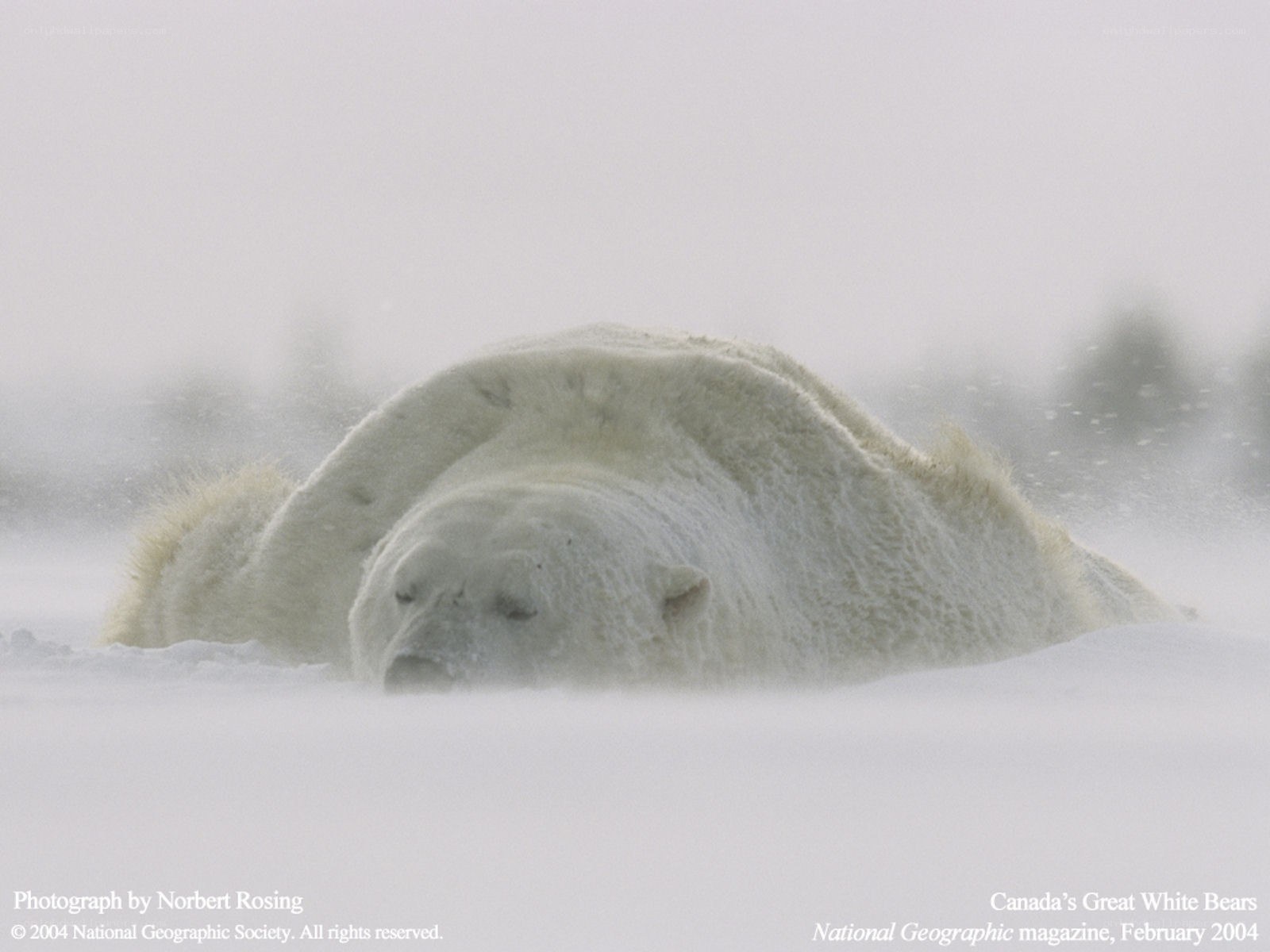 Polar bear in snowstorm
