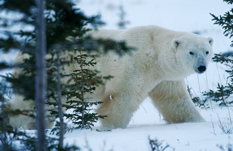 Polar bear in snowy forest