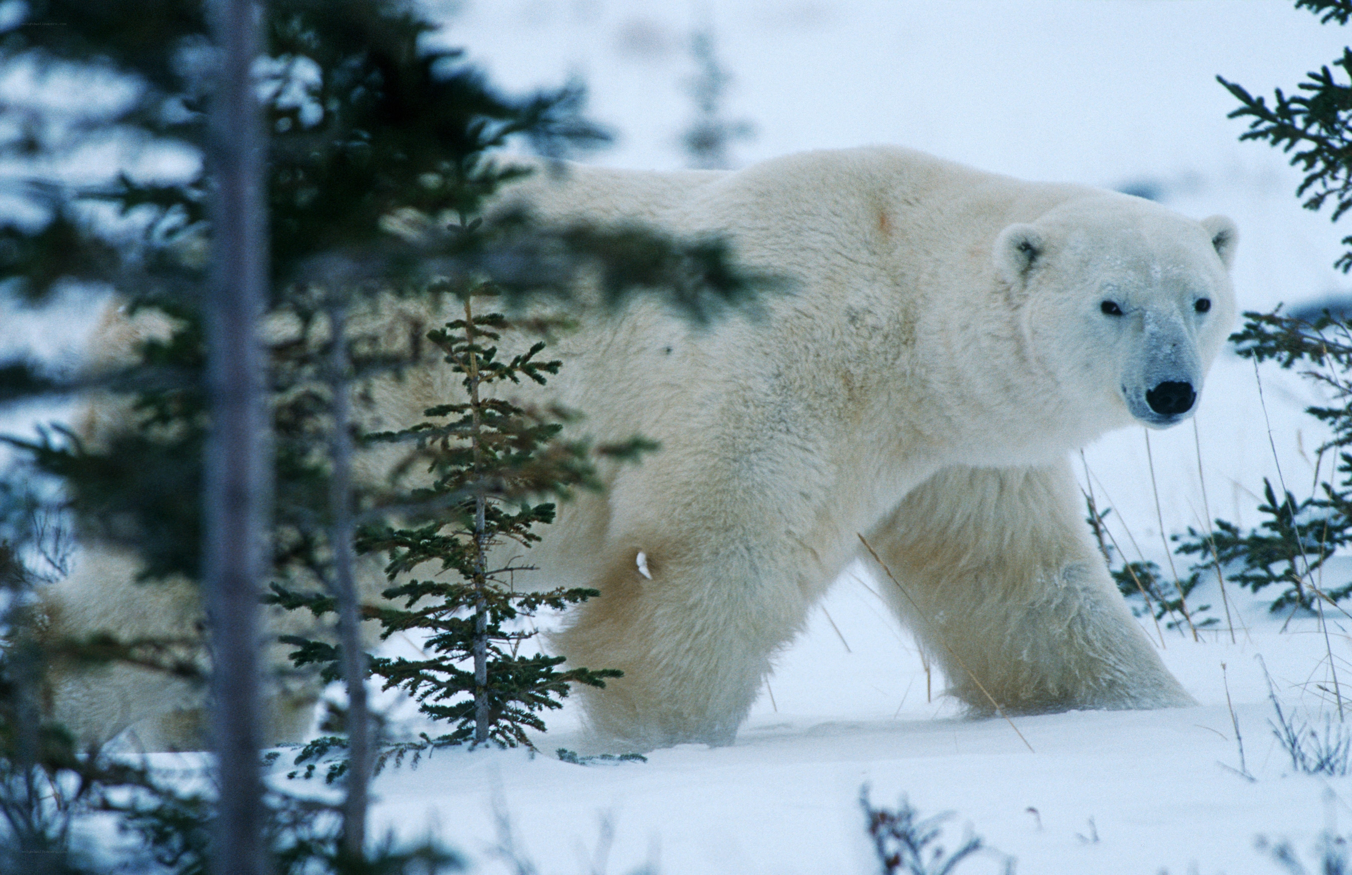 Polar bear in snowy forest