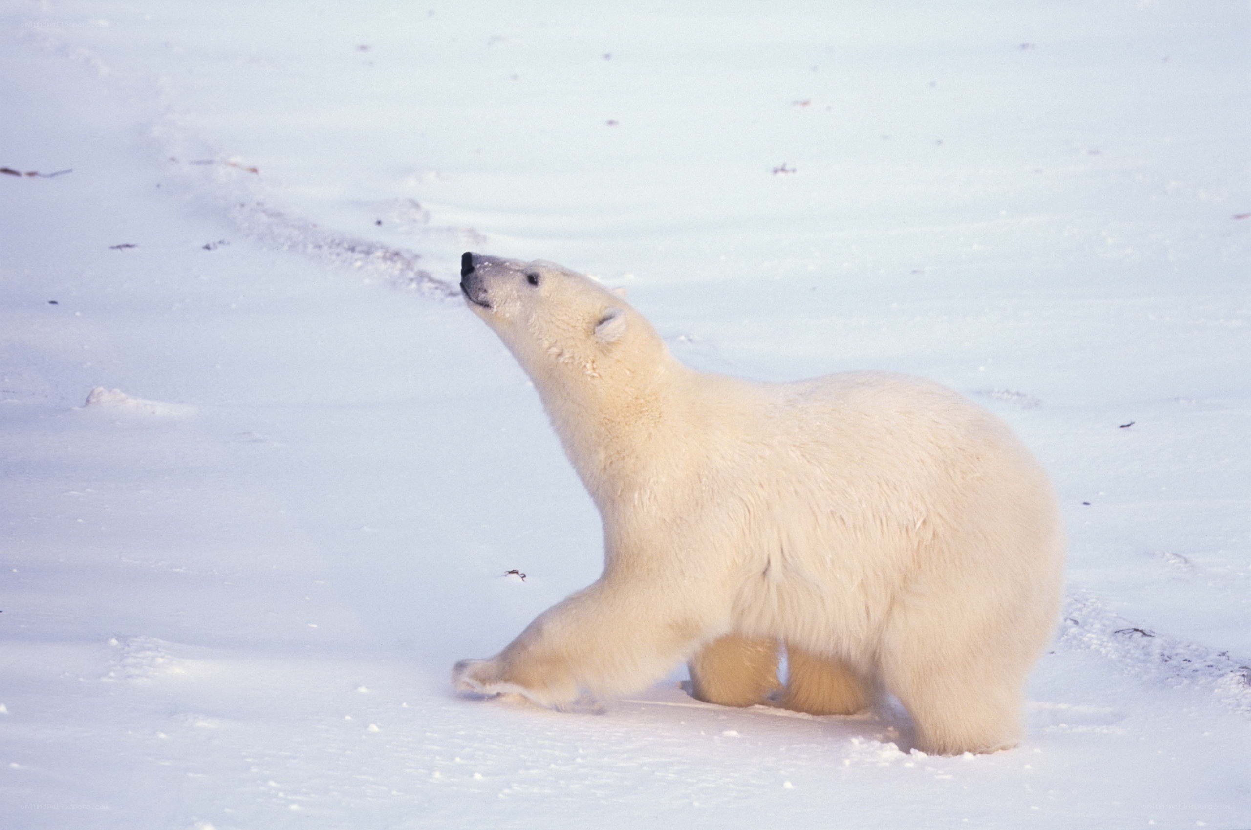 Polar bear in snowy landscape