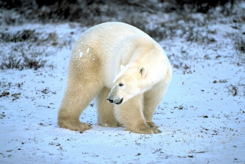 Polar bear in snowy landscape