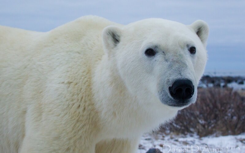 Polar bear in snowy landscape