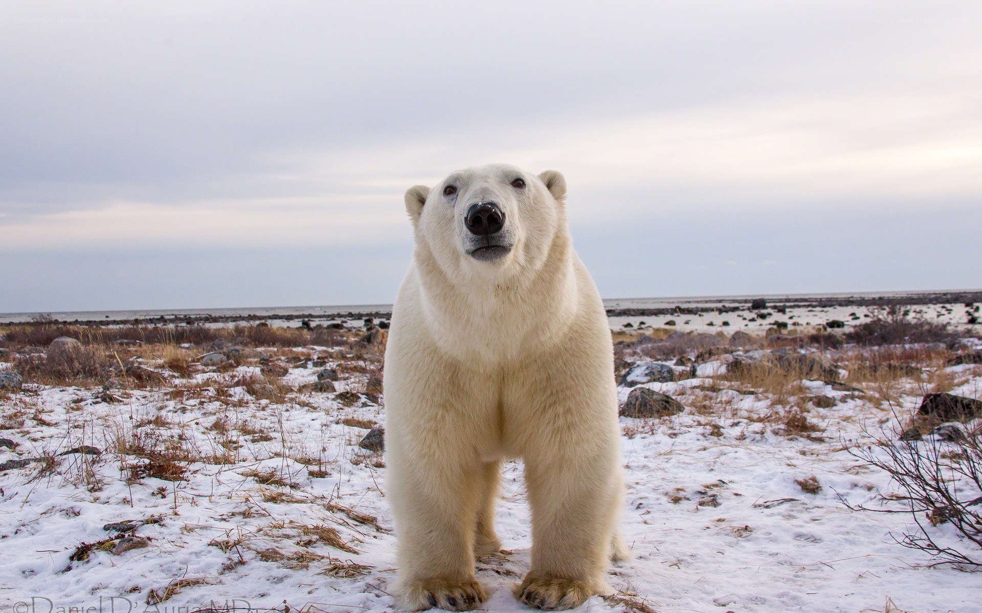 Polar bear in snowy landscape