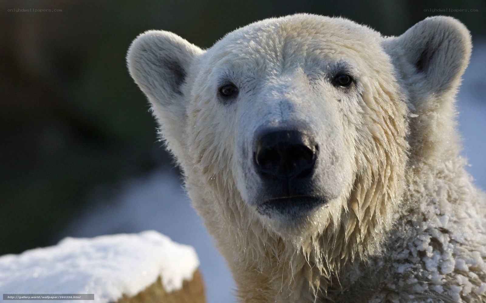 Polar bear in snowy landscape