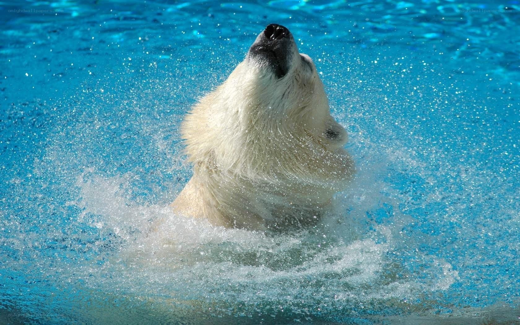 Polar bear in swimming pool