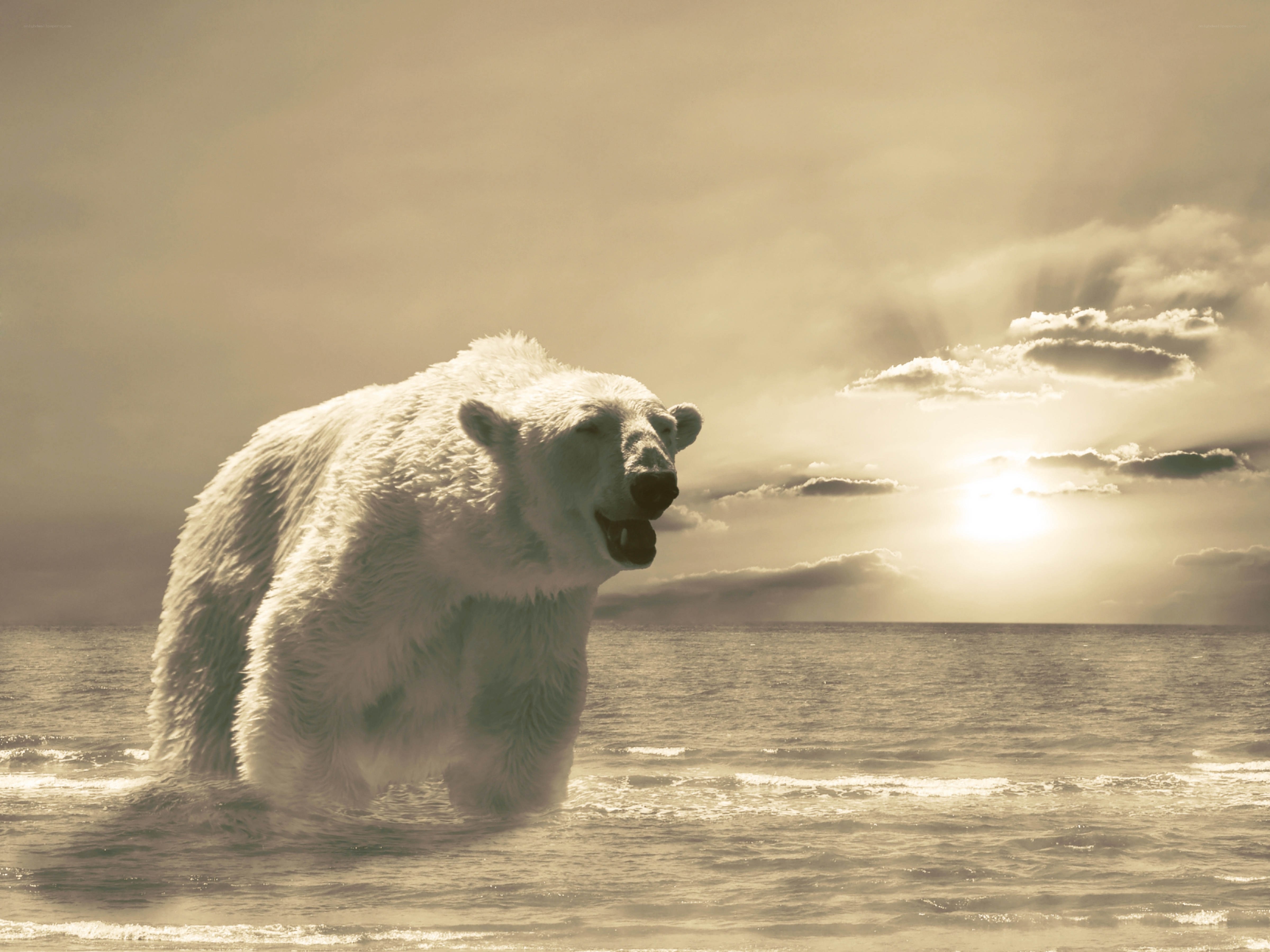 Polar bear in the ocean
