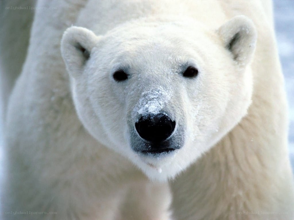 Polar bear in the snow
