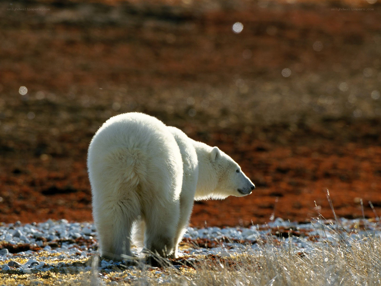 Polar bear in tundra