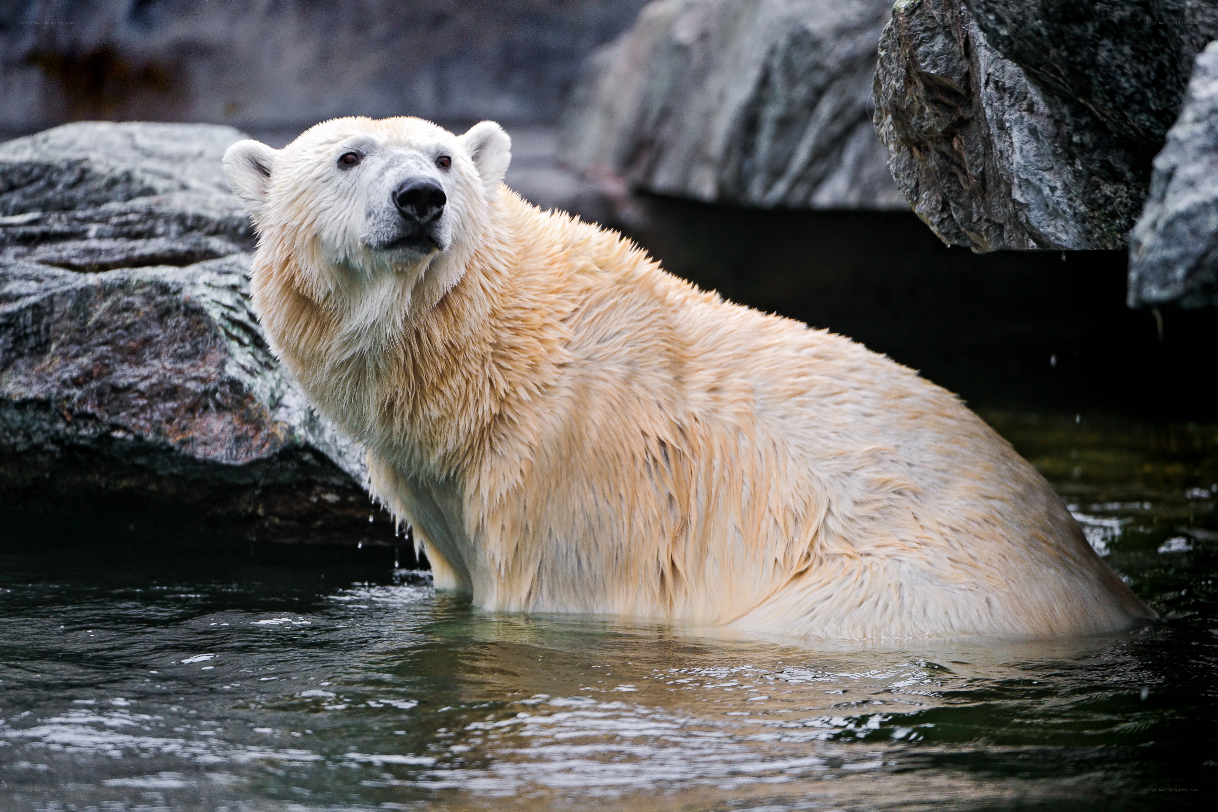 Polar bear in water