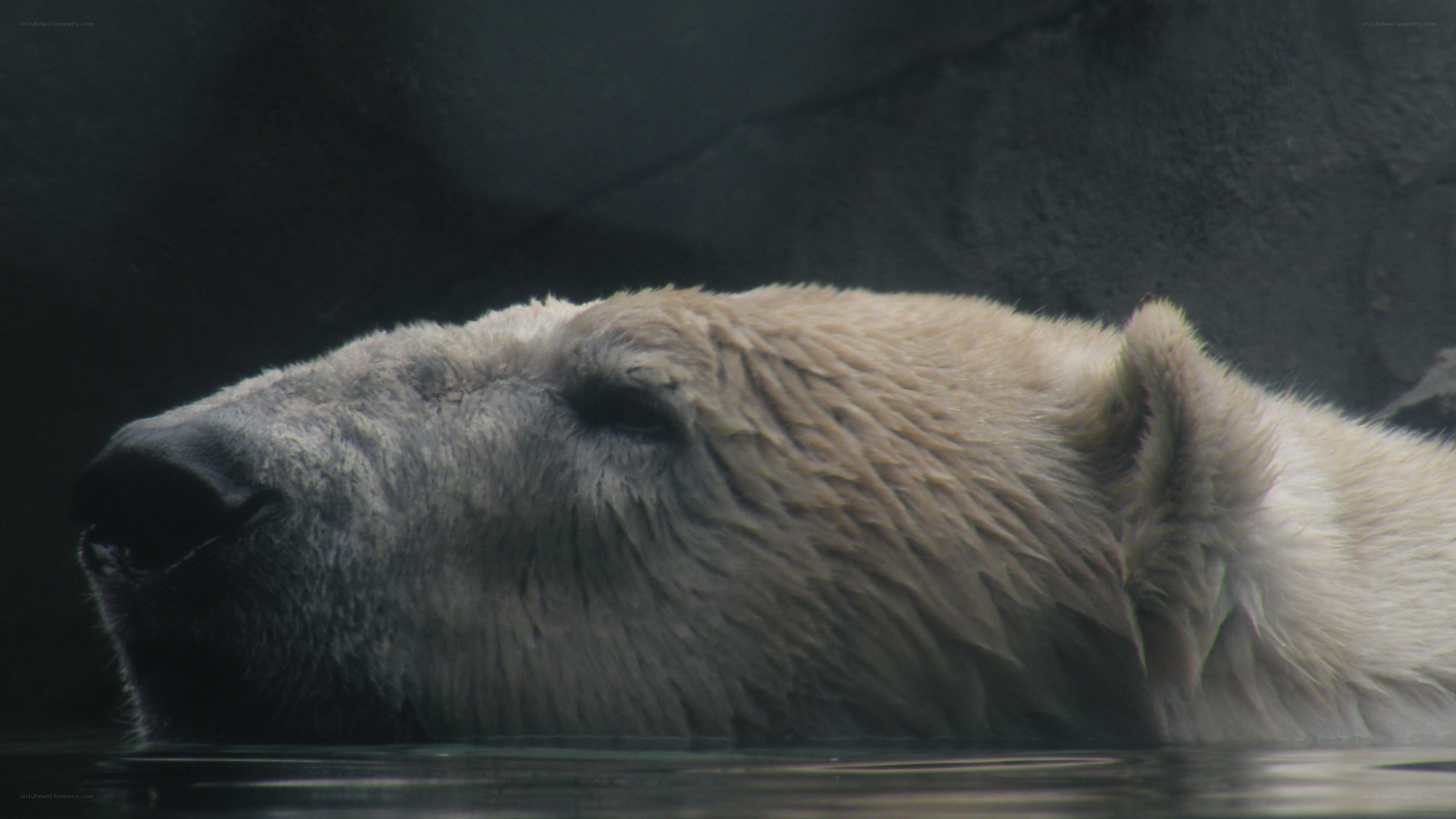 polar bear in water