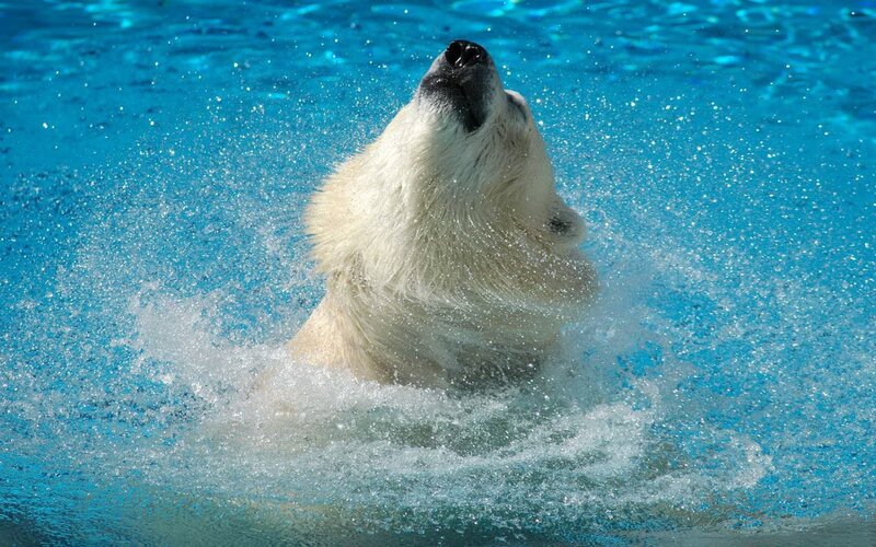 Polar Bear in Water — Blue, Active, Photograph, Splashes