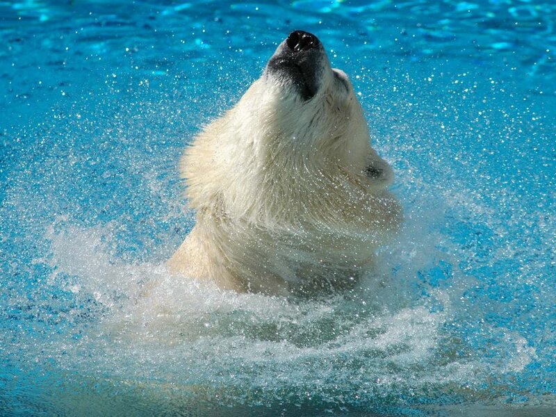 Polar Bear in Water — Blue, Active